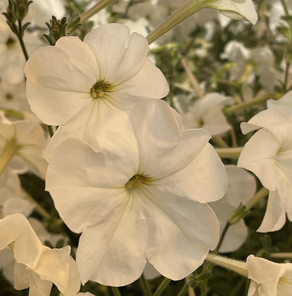 A photo of white petunia flowers