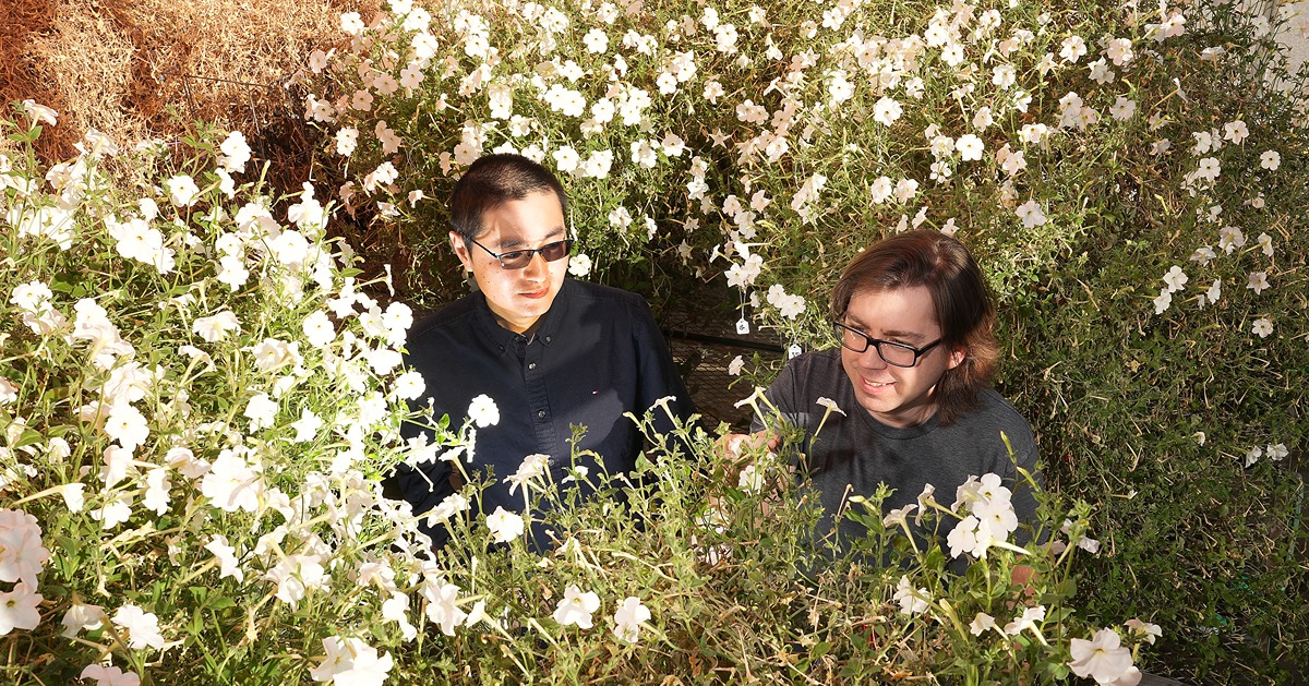 Ryan Patrick and Xingqi Huang surrounded by petunias in the greenhouse