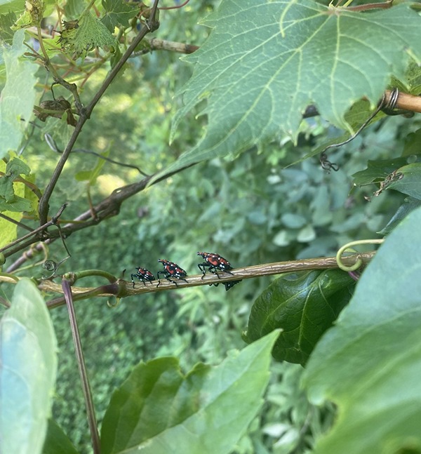 spotted-lanternfly-on-grape.jpg