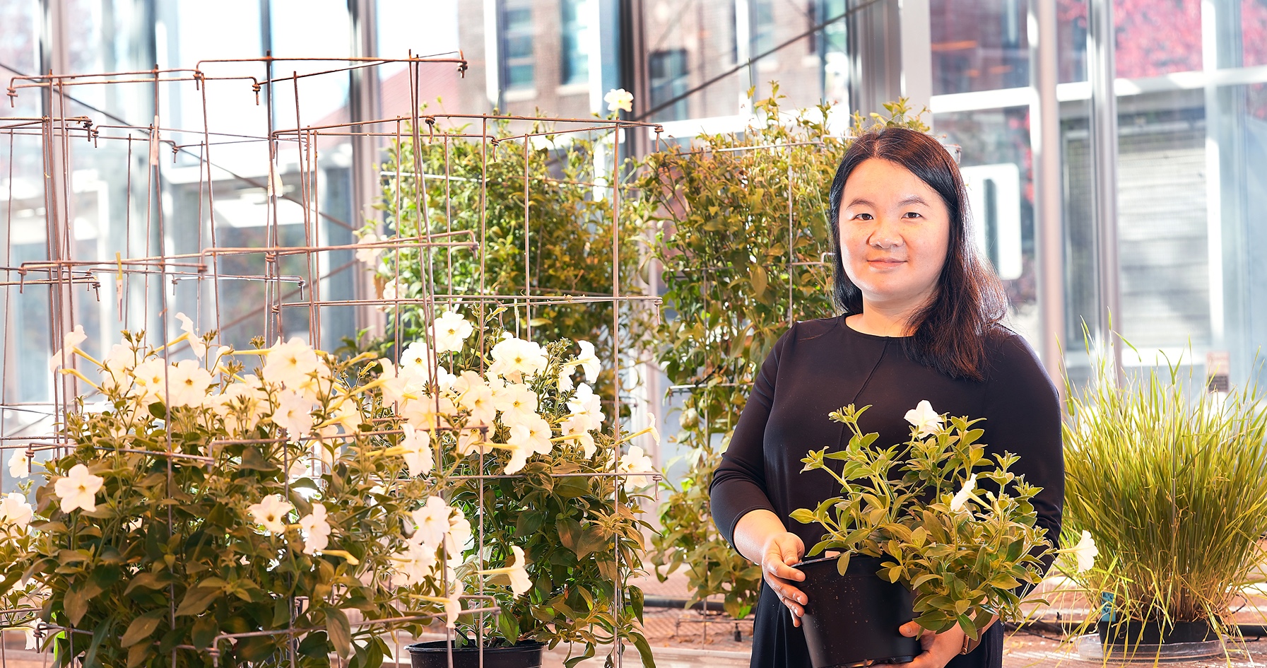 Ying Li works in greenhouse 