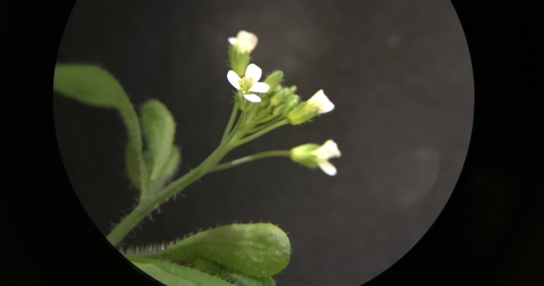 Arabidopis flower