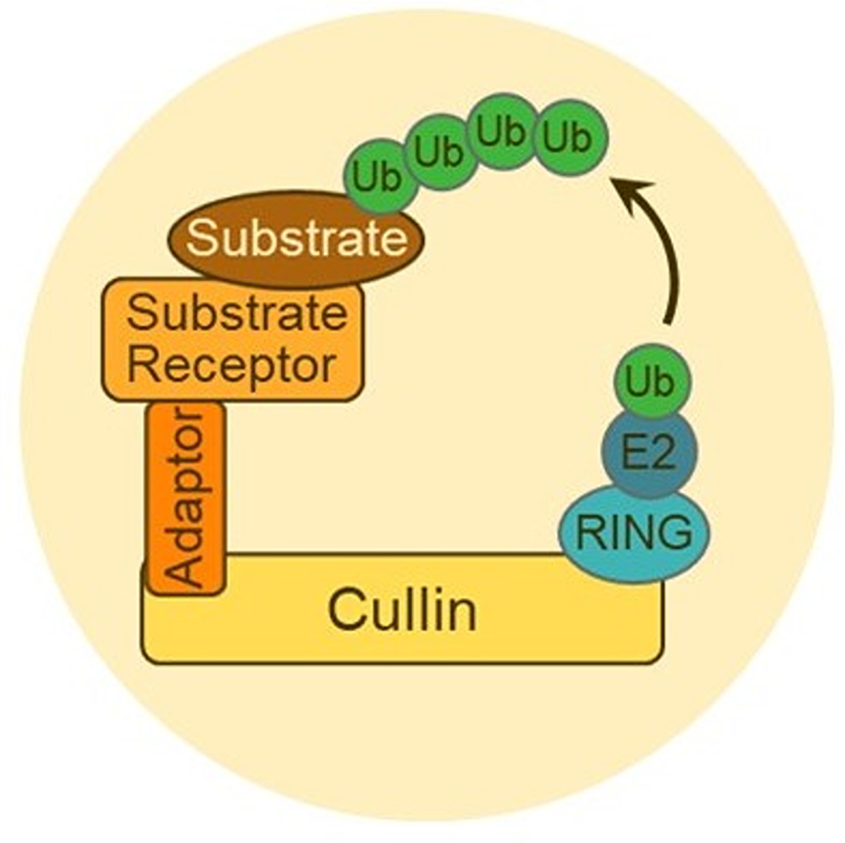 A diagram of the structure of a Cullin-RING Ligase