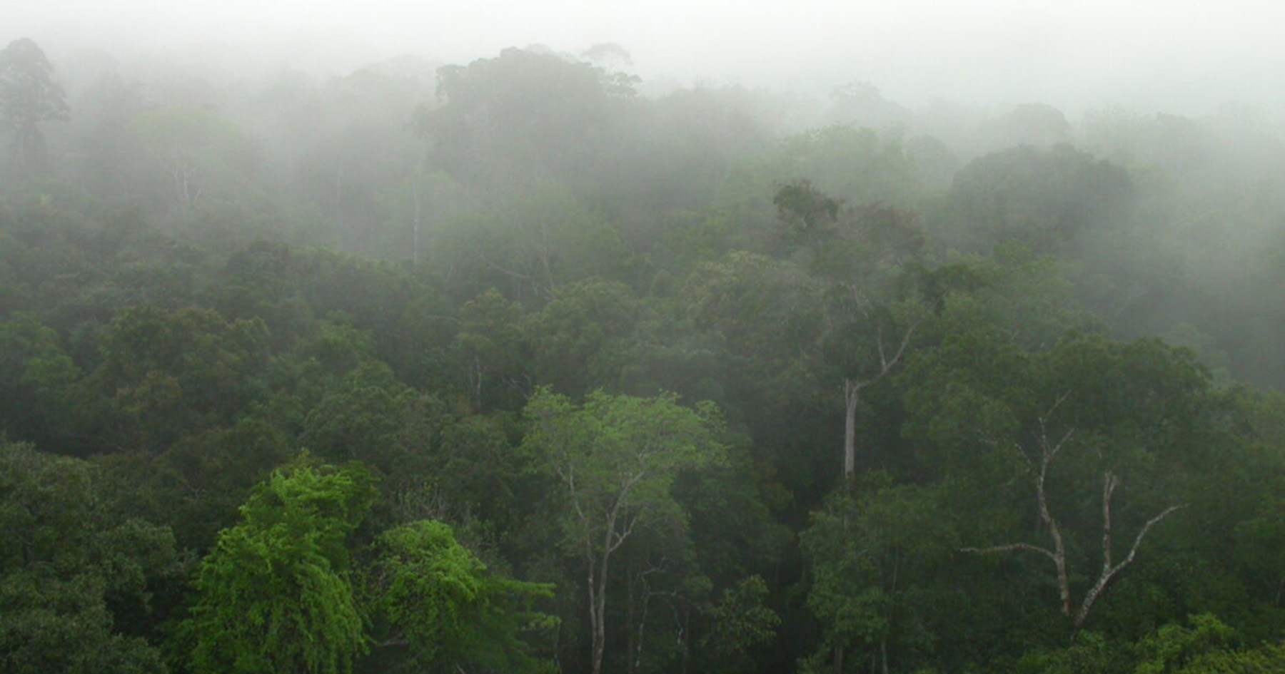 Rainforest near Manaus, capital of Amazonas state, Brazil. Image courtesy of Hans ter Steege.