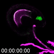 This timelapse shows the movement of NTA protein when the pollen tube arrives in the ovule. GIF by Jing Yuan.
