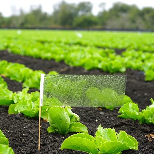 A collection flag in a field of lettuce.