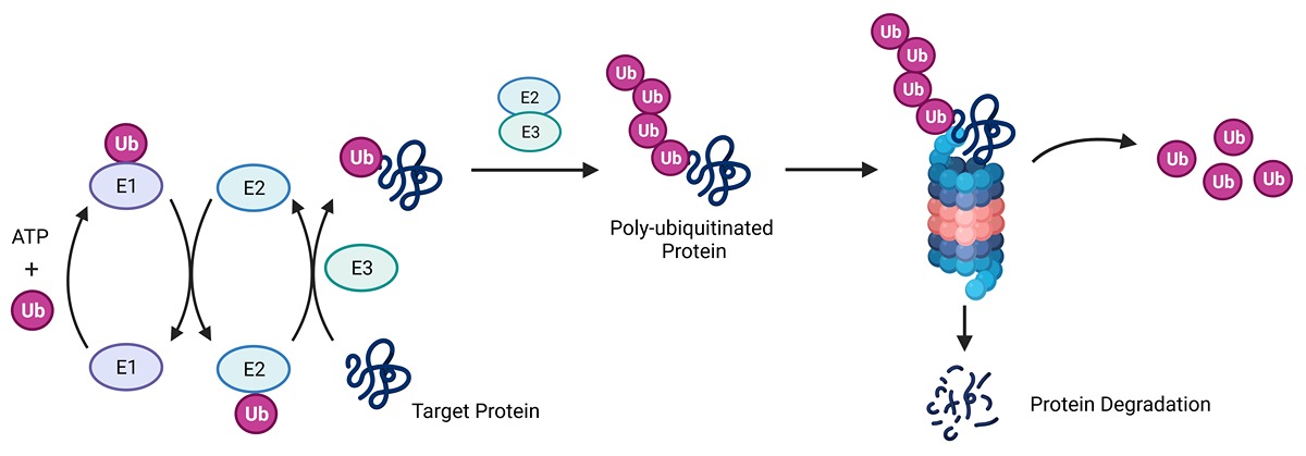 A diagram of the process of ubiquitination