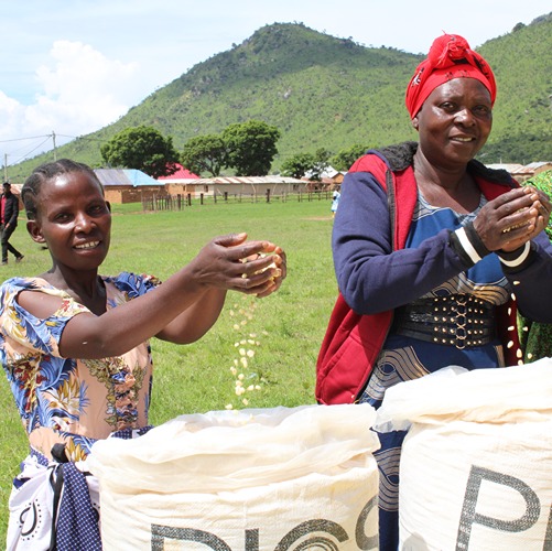 Tanzanian farmers learn to store their maize in PICS bags