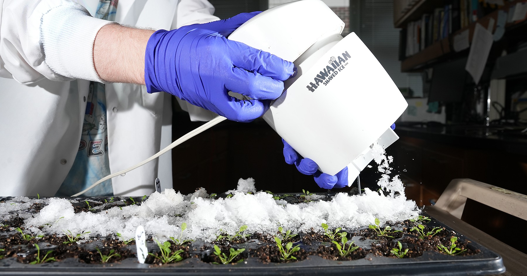 A shaved ice machine sprinkles snow over young arabidopsis plants to freeze the whole plant at once.