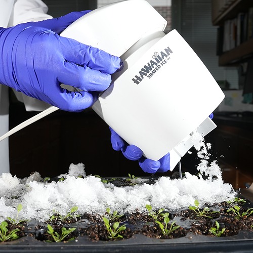 A shaved ice machine sprinkles snow over young arabidopsis plants to freeze the whole plant at once.