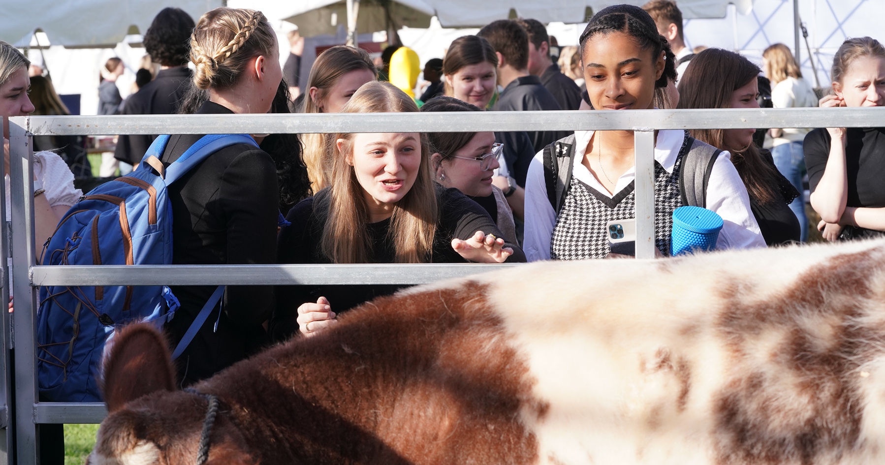 Girl reaches to pet cow at Ag Week 2023