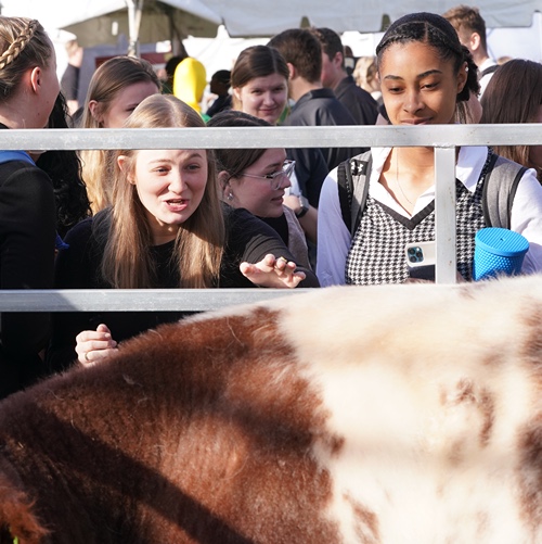 Girl reaches to pet cow at Ag Week 2023
