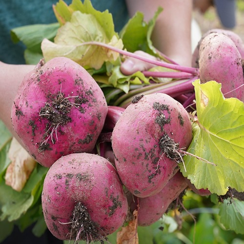 Beets from student farm
