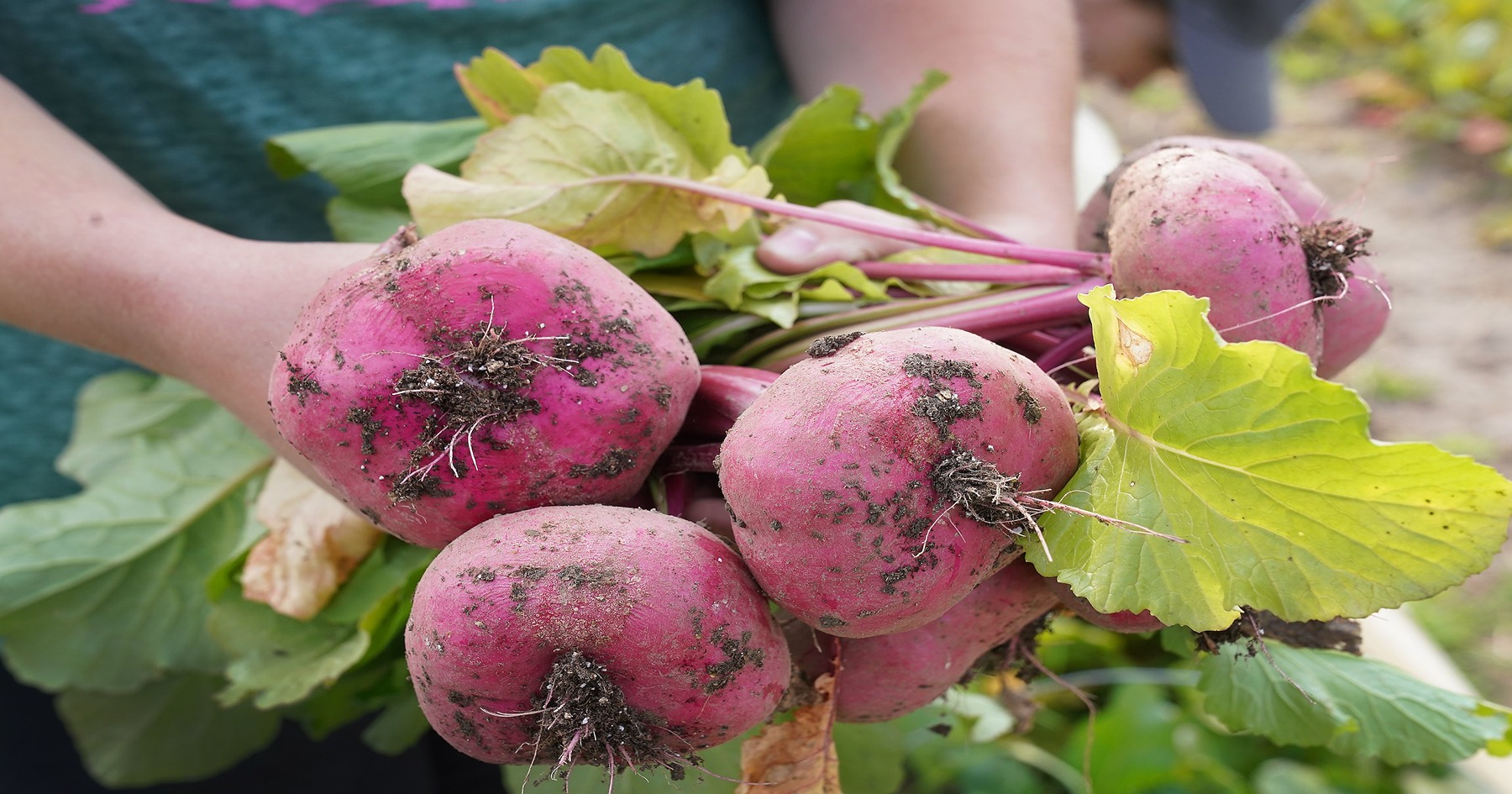 Beets from student farm