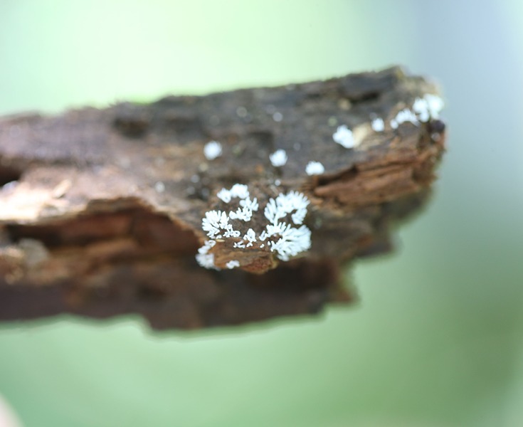 Some white fungus grows on the edges of a log