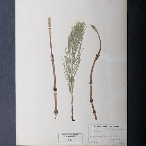 A picture of an herbaria pressed sample.