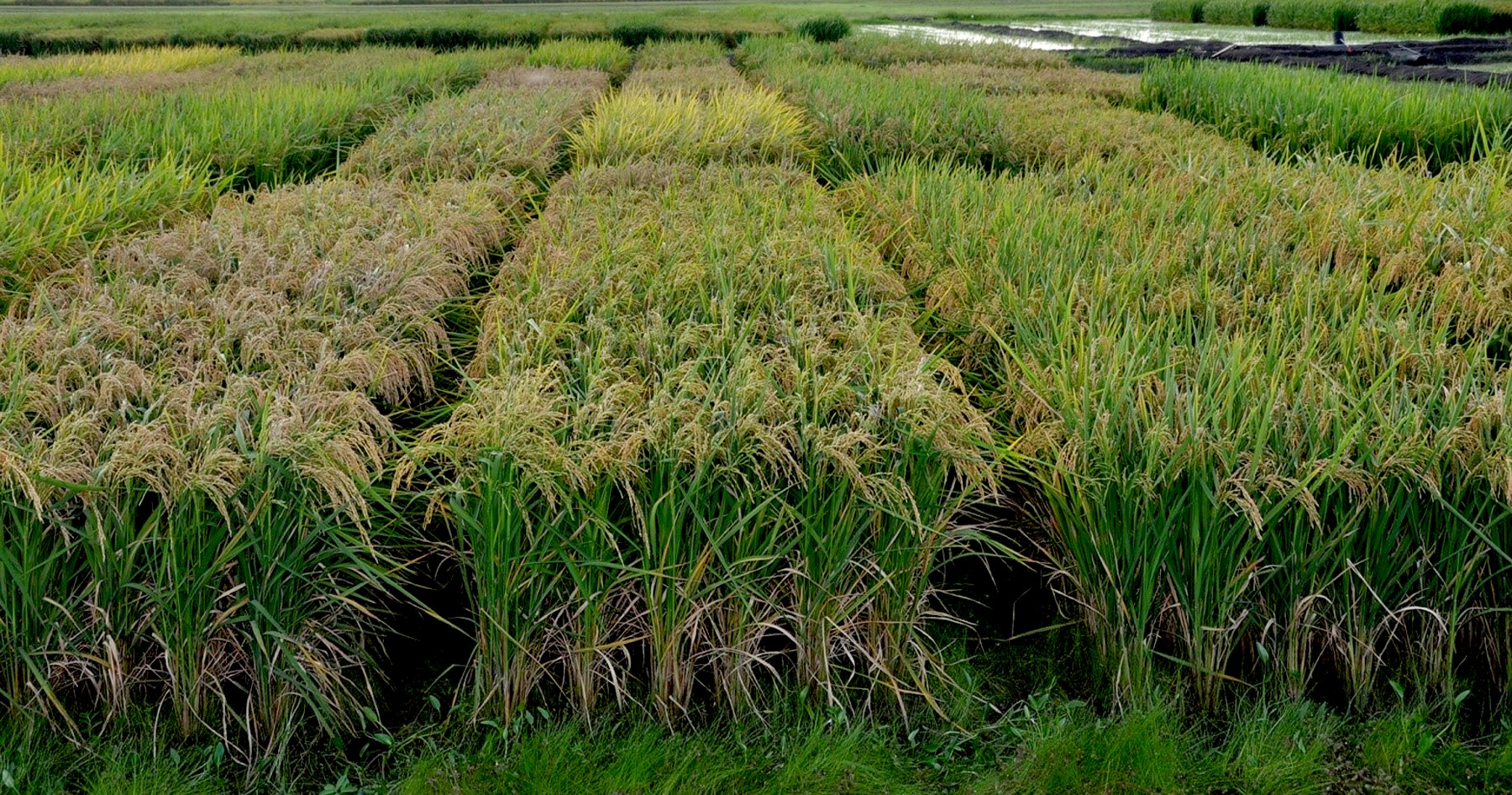 Different varieties of rice growing in a field