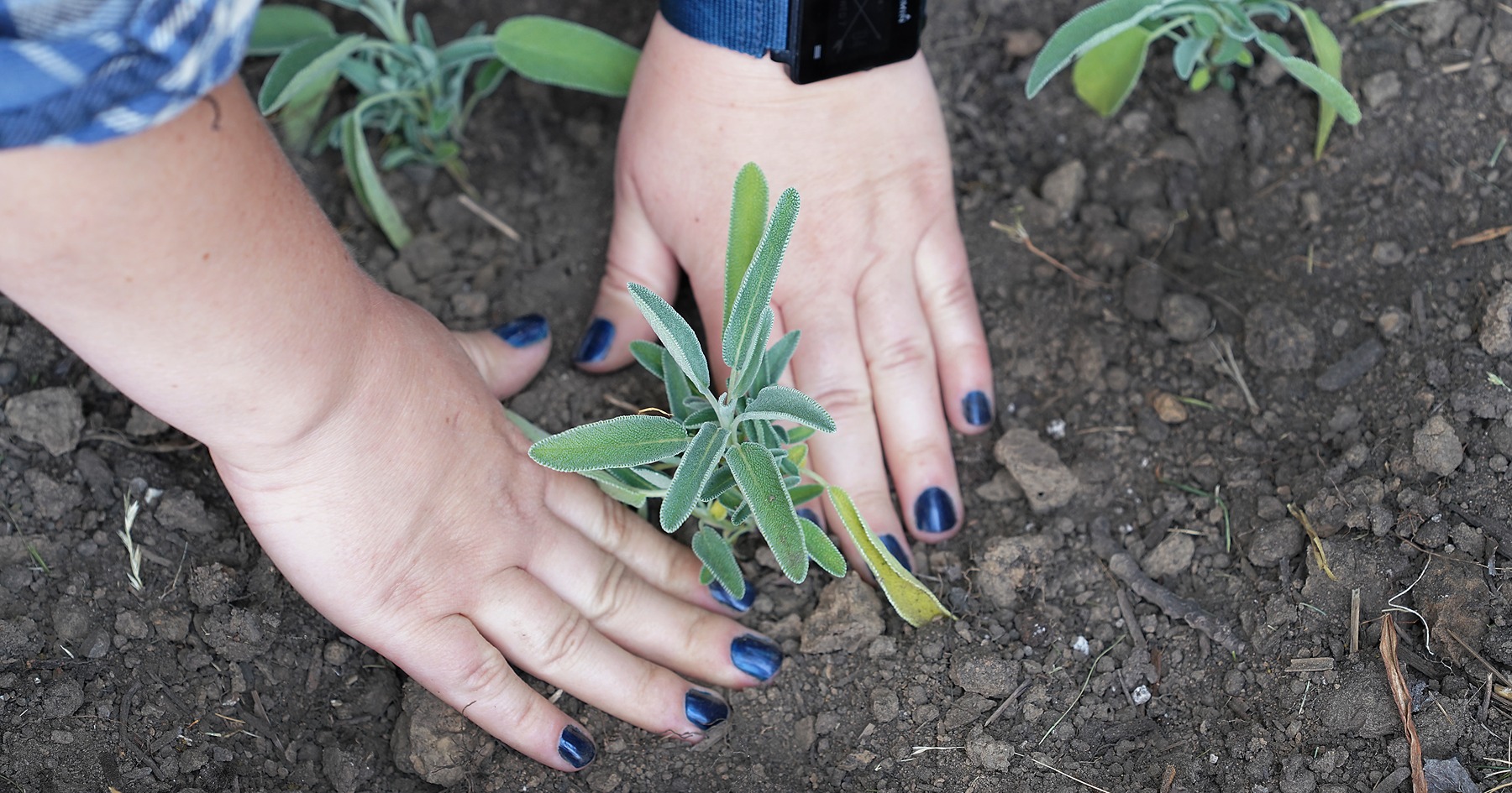 A close-up of hands with blue nail polish planting sage next to the Native American Educational and Cultural Center