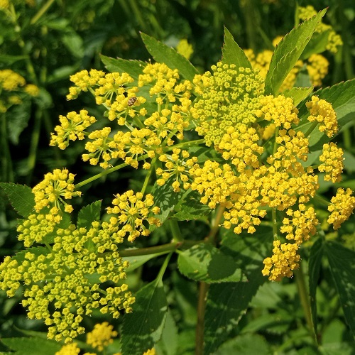 Yellow flowers against a leafy green background