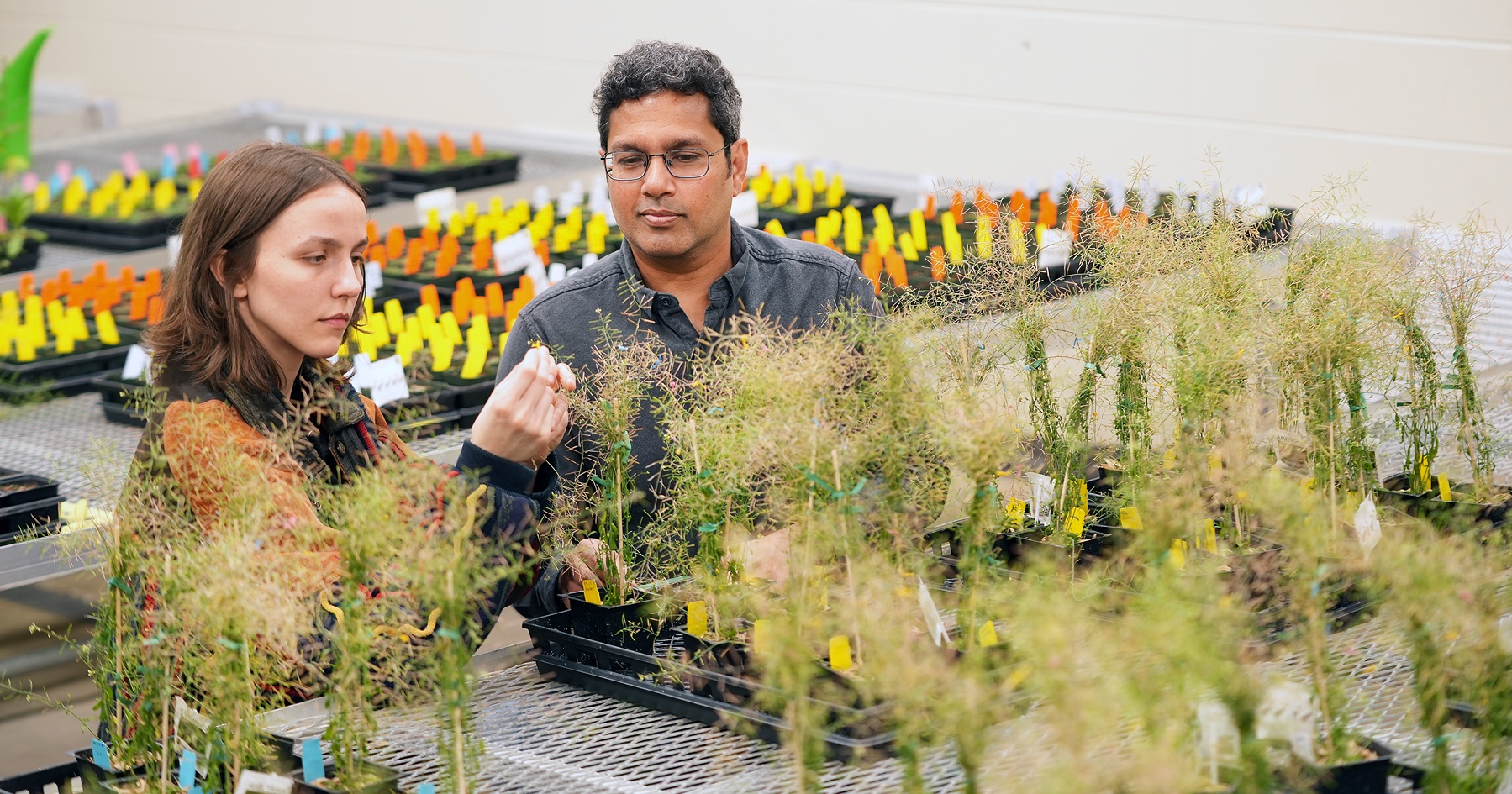 Kranthi Varala, assistant professor, and Rachel Kuhn, a junior, both in Purdue’s department of horticulture & landscape architecture, collect individual seed pods of genetically modified Arabidopsis plants to help assay the genetic changes leading to higher seed oil content.