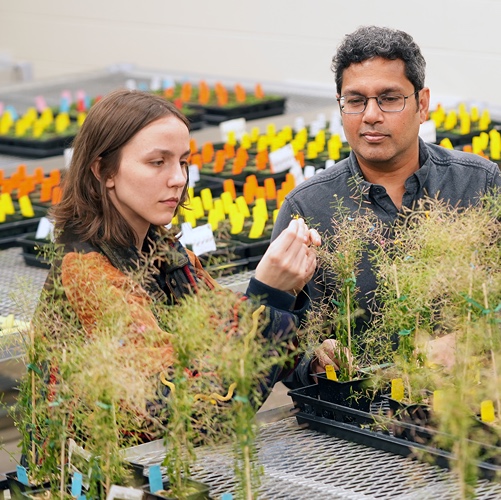Kranthi Varala, assistant professor, and Rachel Kuhn, a junior, both in Purdue’s department of horticulture & landscape architecture, collect individual seed pods of genetically modified Arabidopsis plants to help assay the genetic changes leading to higher seed oil content.