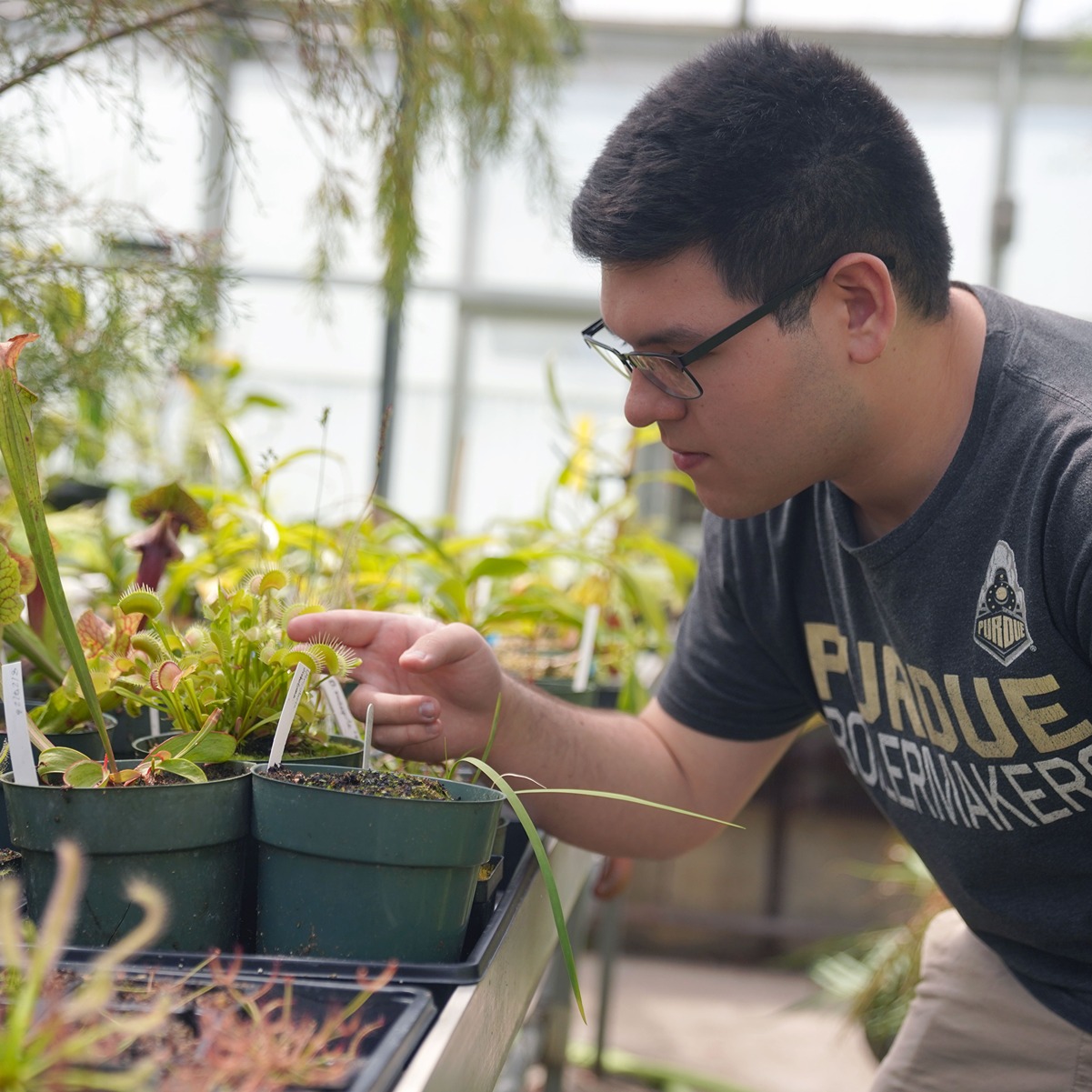 Jonathan Lu tends to a plant he is studying in the Lilly Greenhouses.