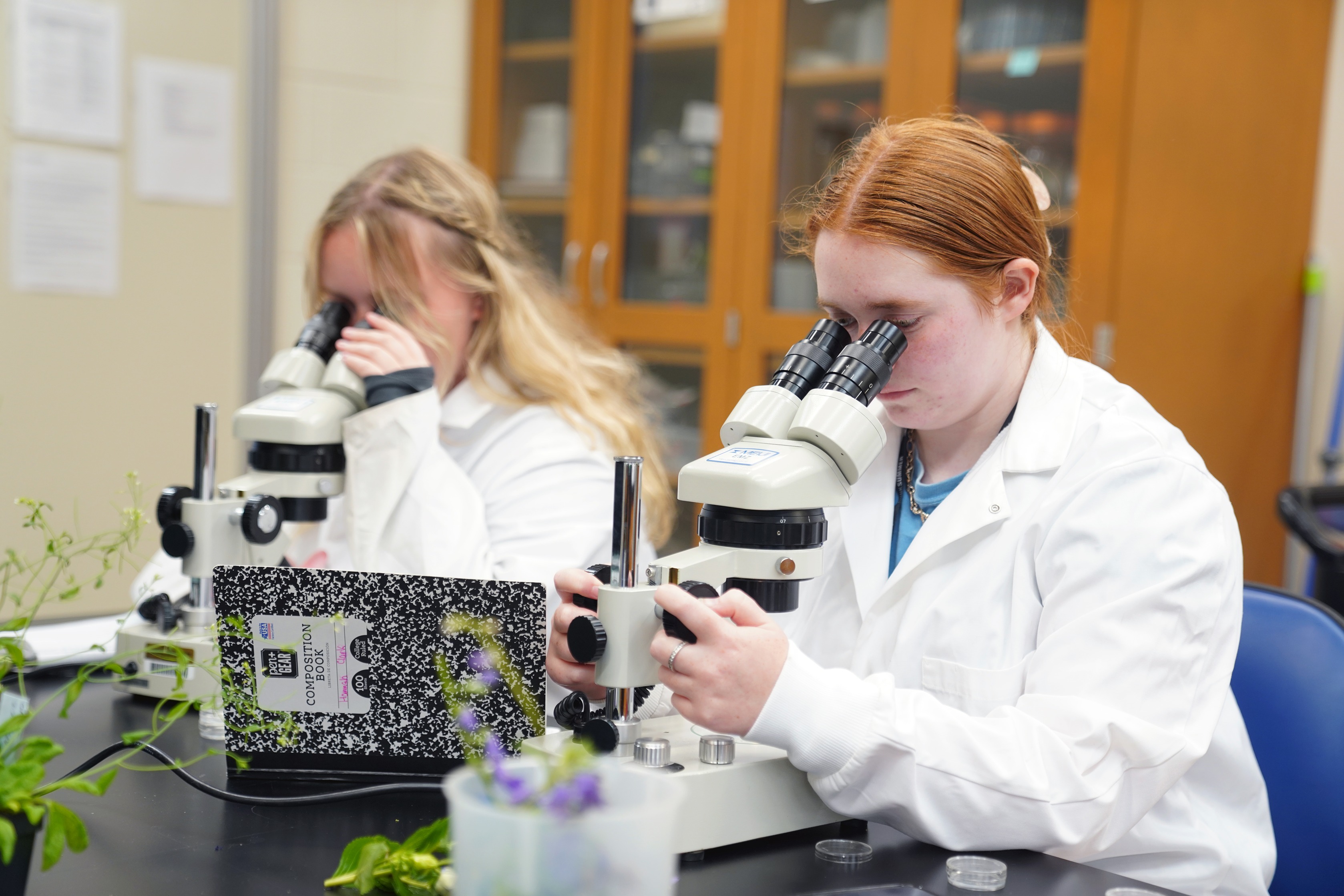 High school students examine plant material under microscopes.