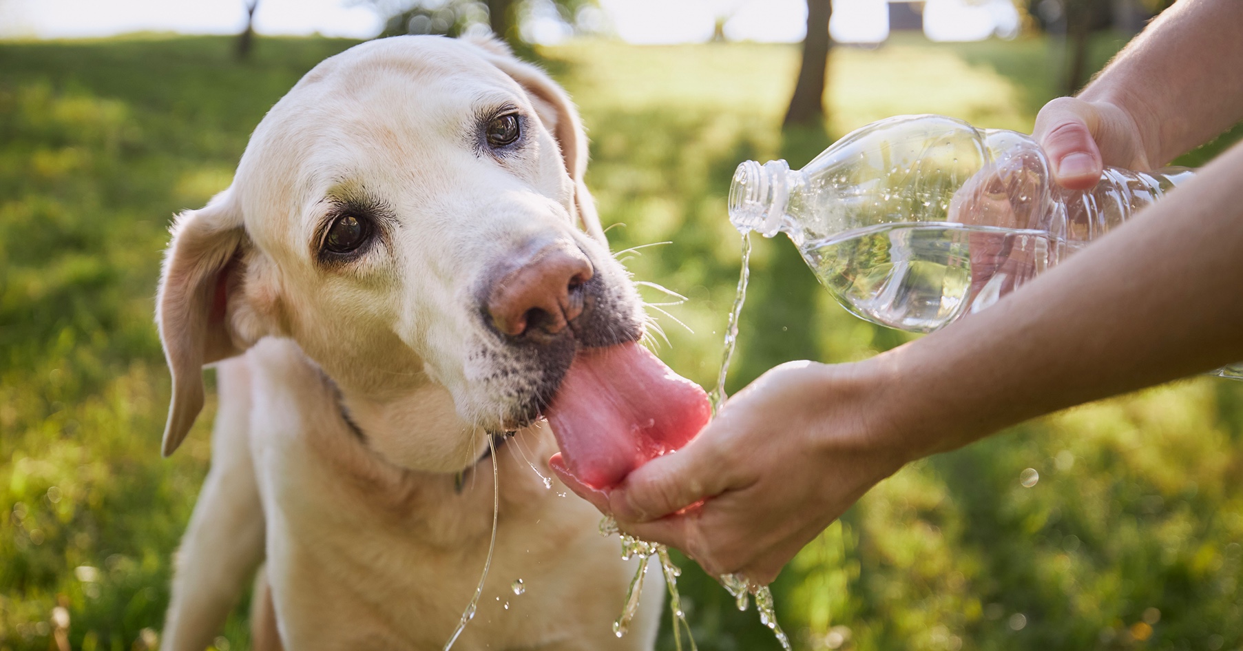 Dog outdoors drinking water