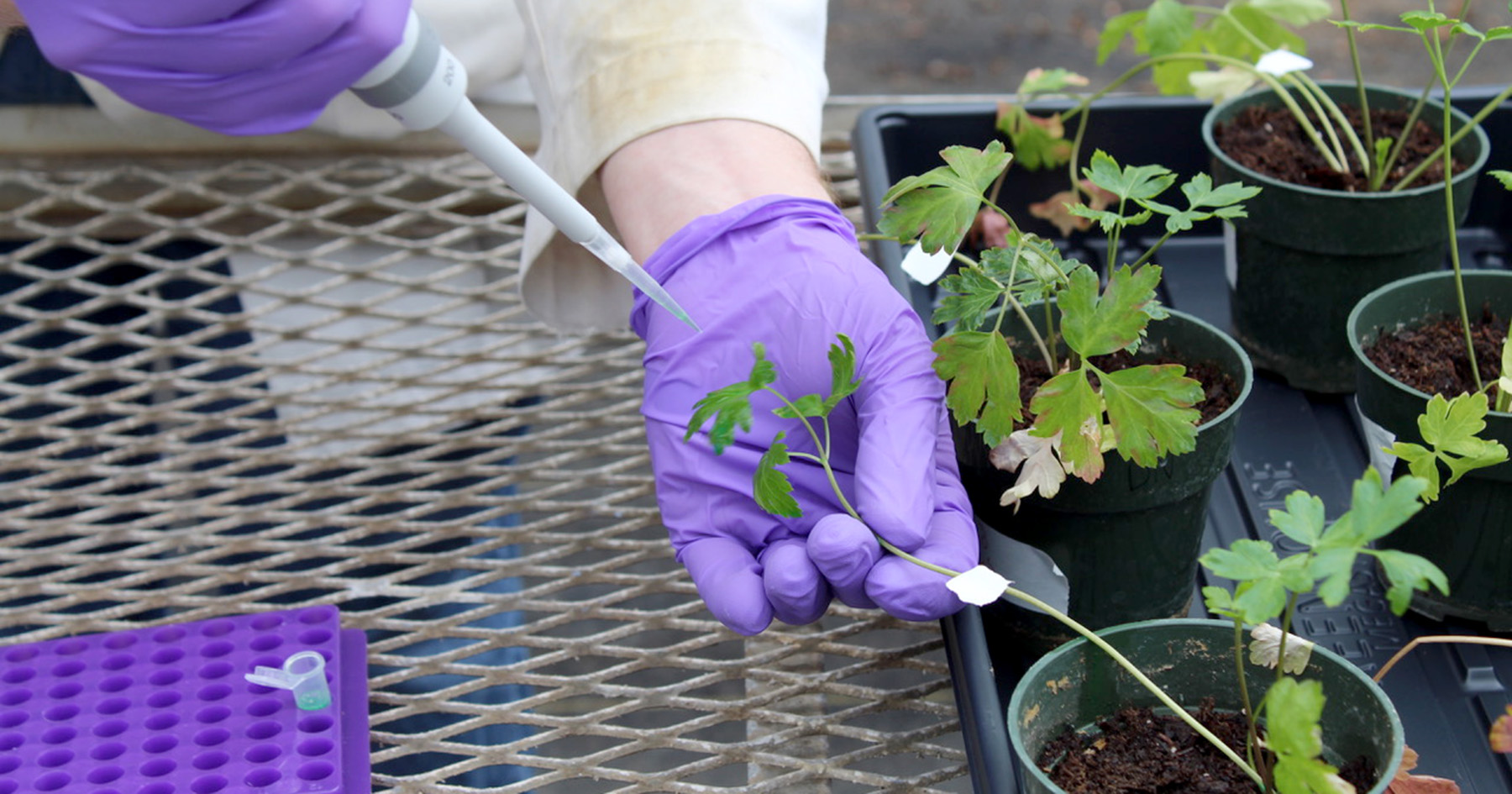 Researcher uses pipette on parsley plant