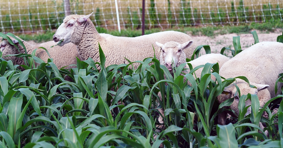 Ewes preferentially grazing a dhurrin-free sorghum hybrid at Purdue University’s Animal Sciences Research and Education Center.