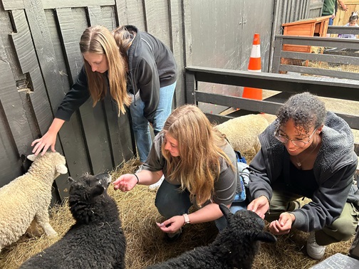 Caroline and friends petting sheep