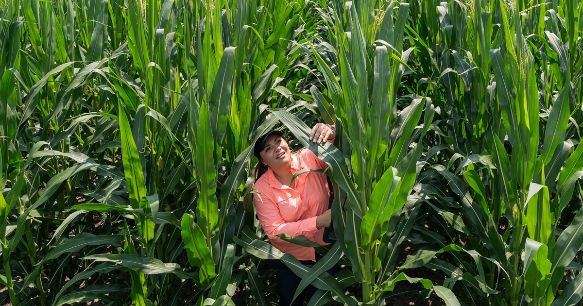 Mariela Fernández-Campos, a graduate student in Purdue University’s Department of Botany and Plant Pathology, examines leaves for tar spot in a field at Pinney Purdue Agricultural Center.