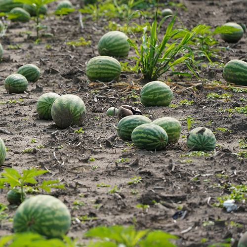 watermelons sliced in half longways, stacked in the back of a truck. Bees drink the juice off of one open fruit