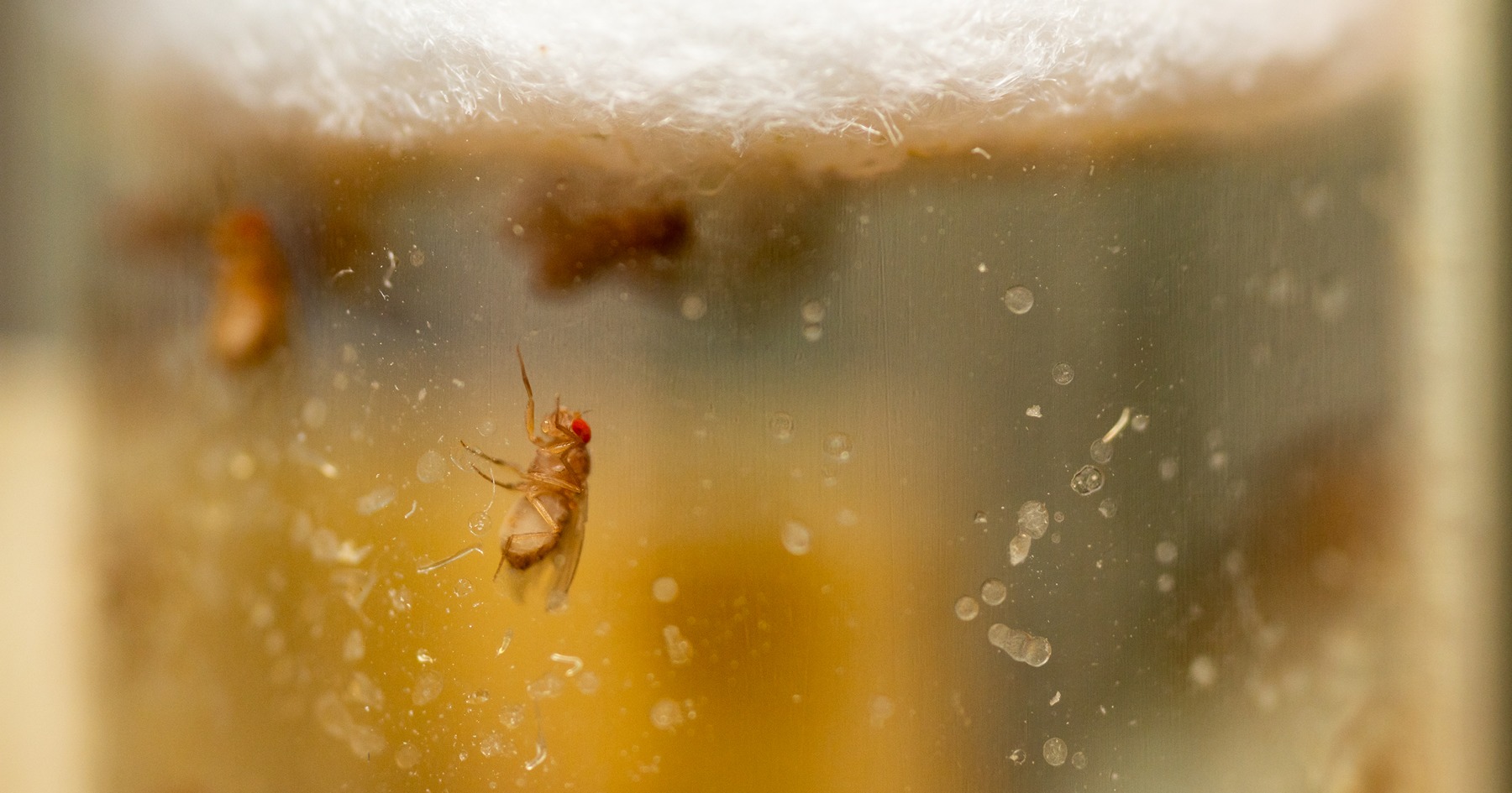 close up of fruit fly with red eyes climbing up the side of a tube