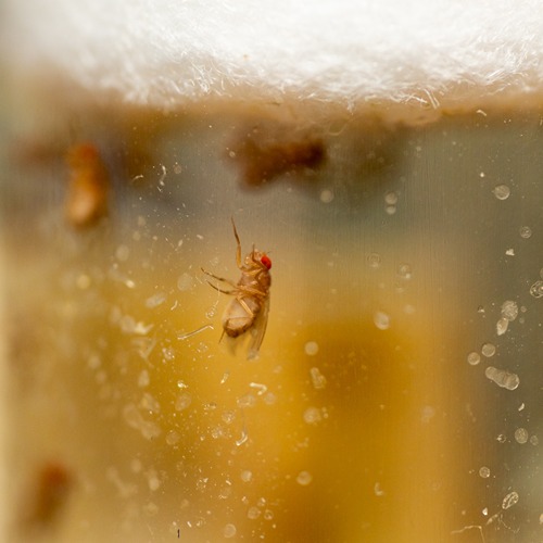 close up of fruit fly with red eyes climbing up the side of a tube