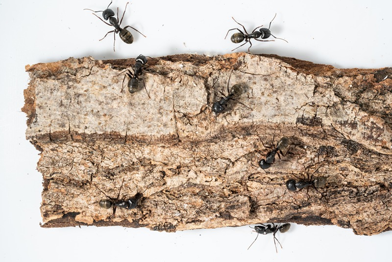 ants on bark