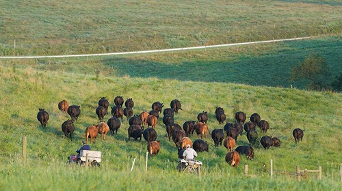 beef cattle at SIPAC