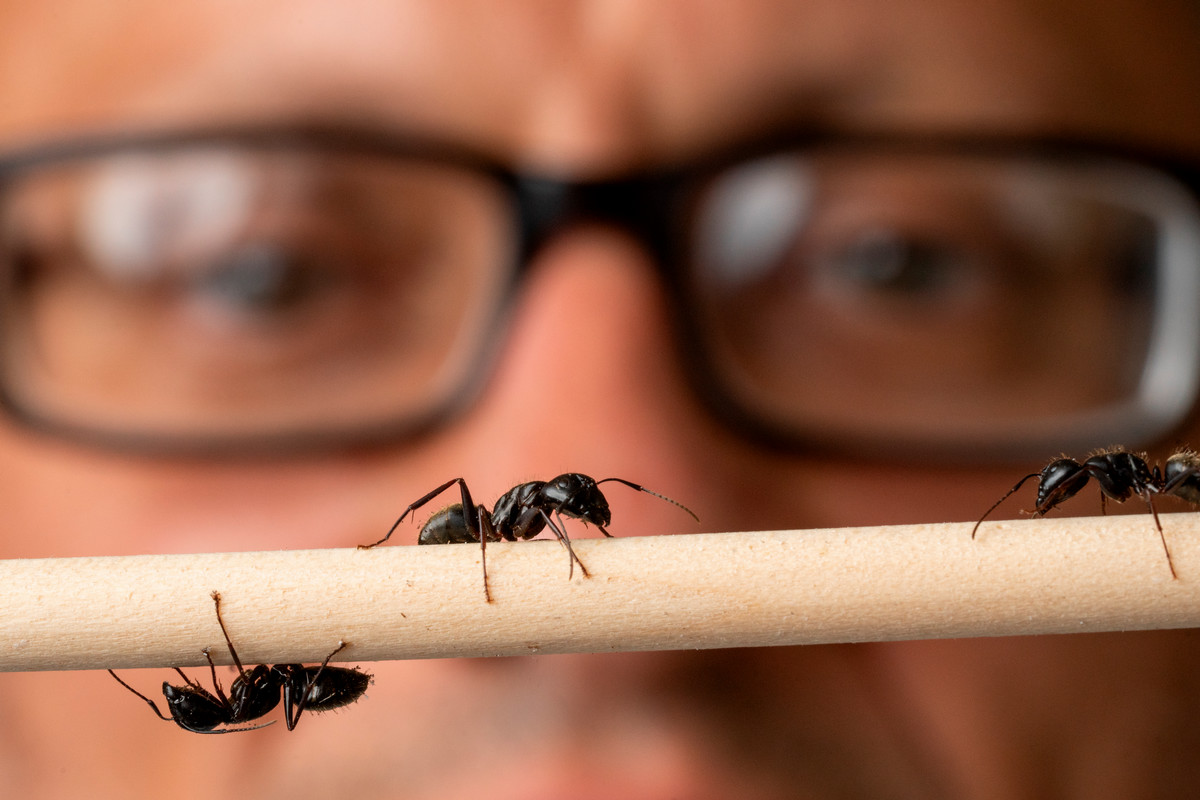 Grzegorz Buczkowski looks at carpenter ants