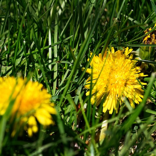 Cale Bigelow, professor of horticulture in Purdue University’s Department of Horticulture and Landscape Architecture, spraying herbicides on dandelions