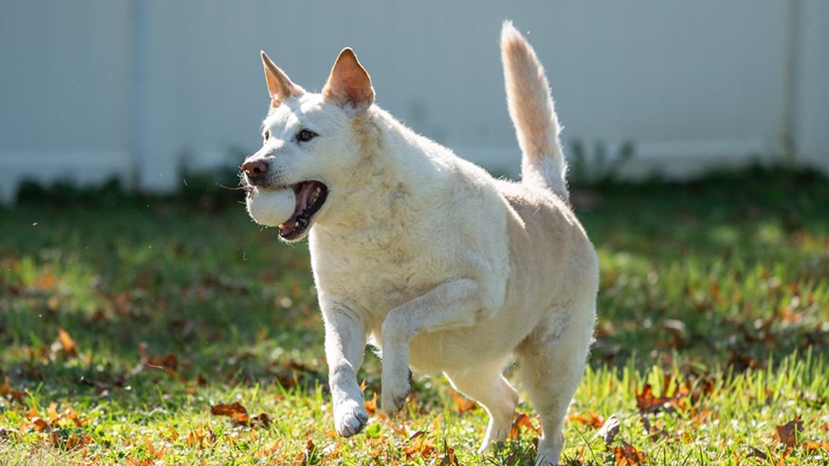 Dog playing fetch 