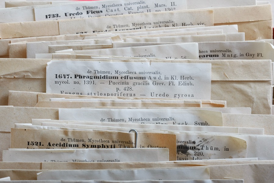 folders of pressed samples in the erbaria