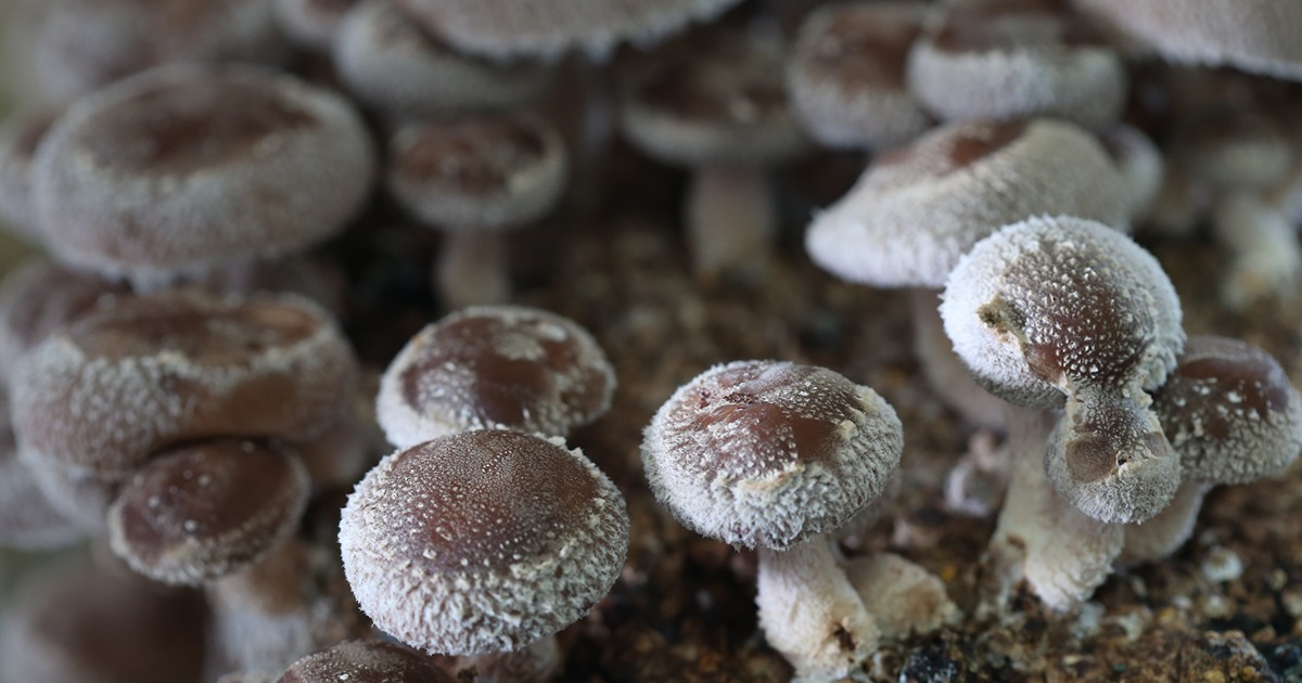 close up of brown mushrooms with white fuzz on the edges