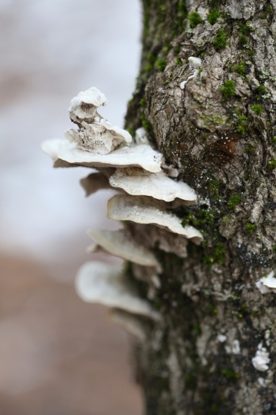 White Shelf mushrooms growing on side of young tree