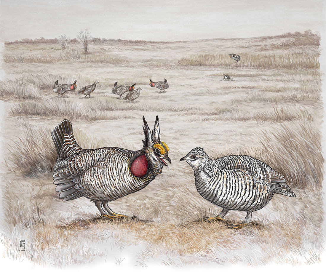 An illustration of a male and female lesser prairie chicken in a prairie setting