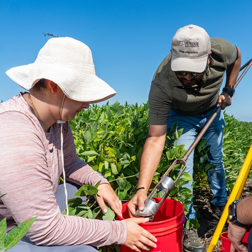 Siddhartho Paul and his students use a RTK GPS in a soybean field to get precise location information