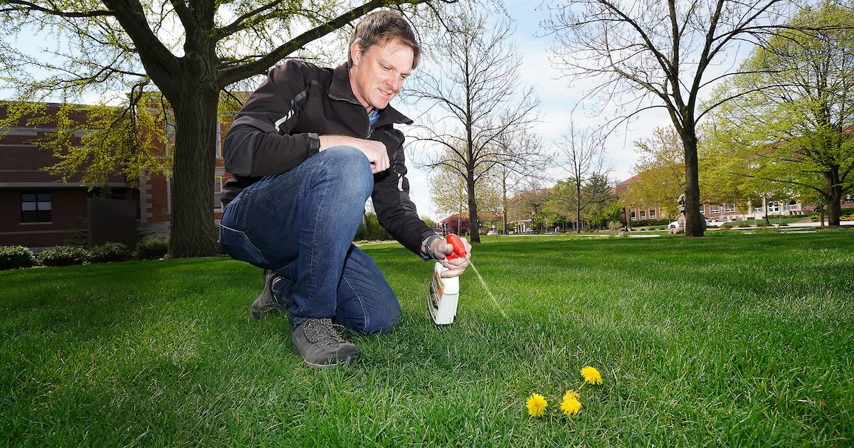 Cale Bigelow, professor of horticulture in Purdue University’s Department of Horticulture and Landscape Architecture, spraying herbicides on dandelions