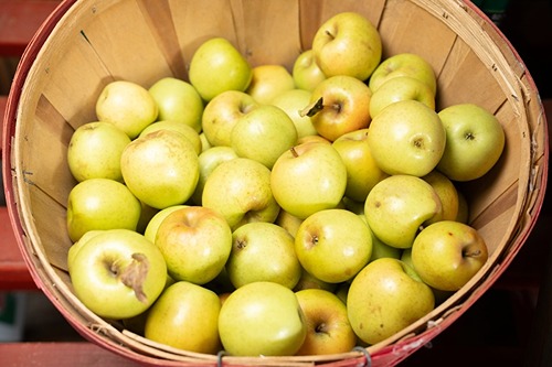 Apples in a basket at Wea Creek Apple Orchard.