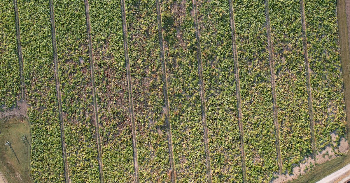 Aerial image of the pumpkin plot at the Southwest Purdue Agricultural Center.