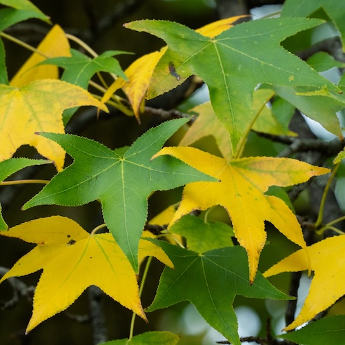 Ben McCallister, urban forestry specialist in Purdue University’s Department of Forestry and Natural Resources, looking at green leaves turning orange in light of the fall season.