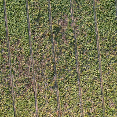 Aerial image of the pumpkin plot at the Southwest Purdue Agricultural Center.