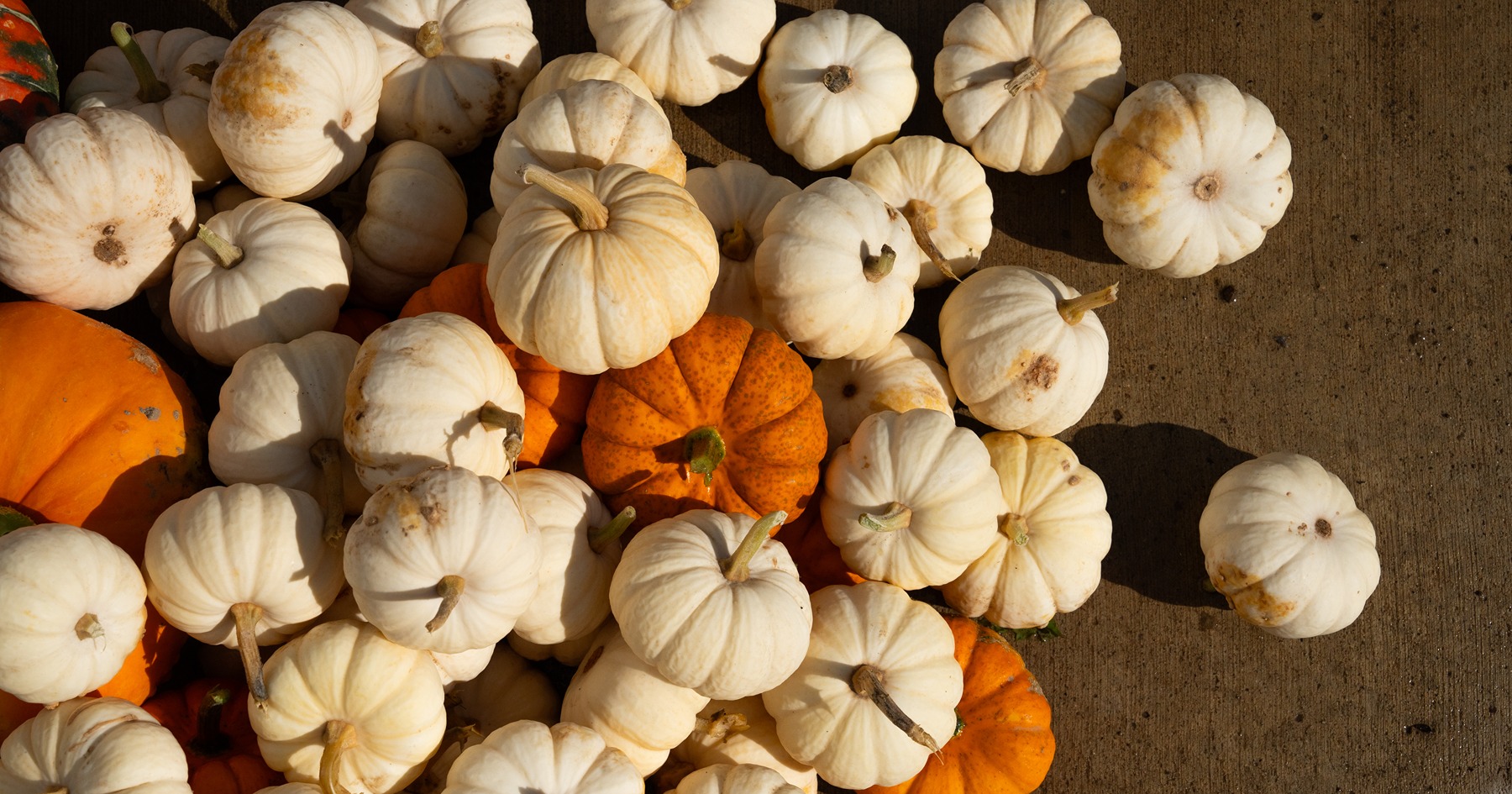 A pile of orange and white pumpkins